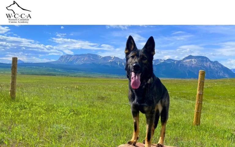 Western Canadian Canine Academy, dog trainers in Calgary